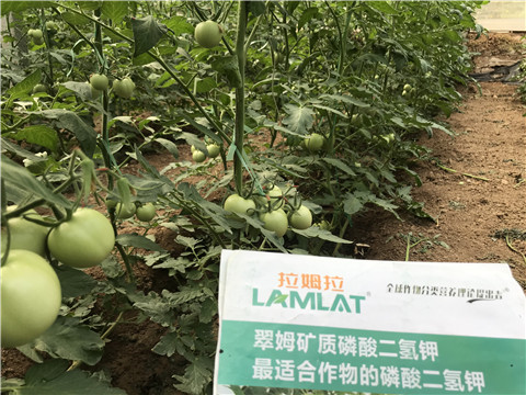 進(jìn)口水溶肥，拉姆拉，翠姆