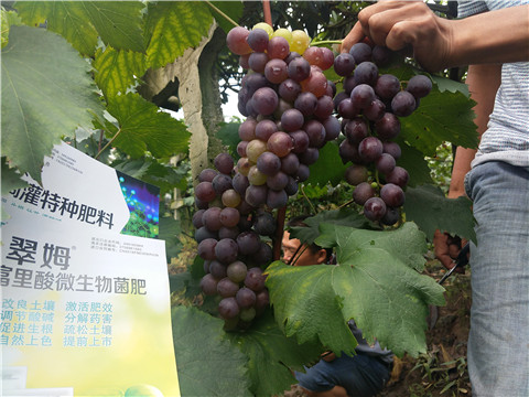 微生物菌劑，拉姆拉，翠姆