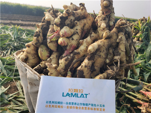 進(jìn)口水溶肥，翠姆，拉姆拉