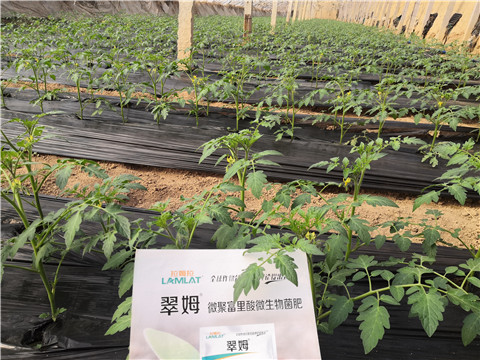 水溶肥，拉姆拉，翠姆