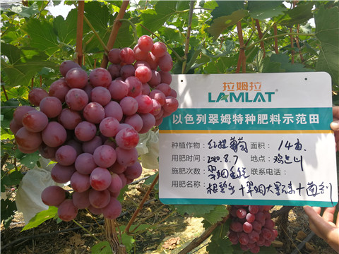 進口水溶肥，拉姆拉，翠姆