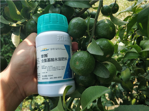 葉面肥，拉姆拉，翠姆