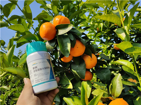 葉面肥，拉姆拉，翠姆