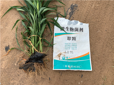 微生物菌劑，拉姆拉，翠姆