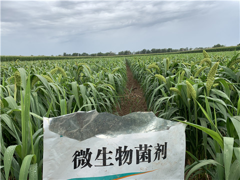 微生物菌劑，拉姆拉，翠姆