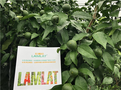 水溶肥，拉姆拉，翠姆