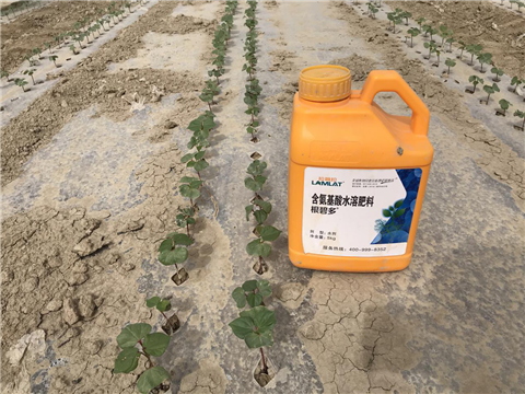 水溶肥，拉姆拉，翠姆