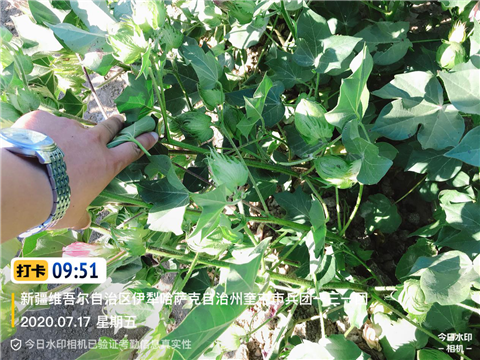 水溶肥，拉姆拉，翠姆