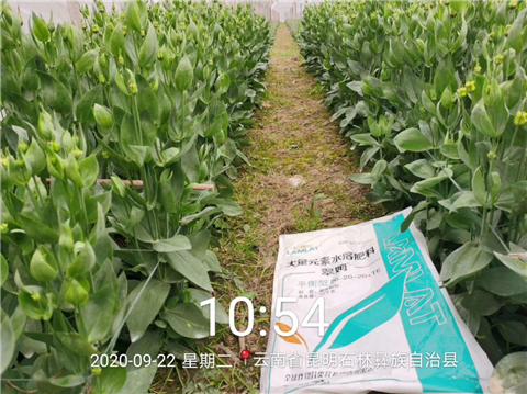 大量元素水溶肥，拉姆拉，翠姆