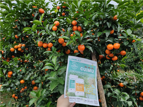 顆粒水溶肥，拉姆拉，翠姆