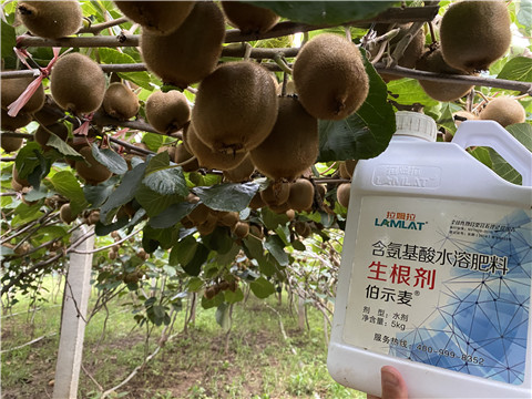 進(jìn)口水溶肥，拉姆拉，伯示麥