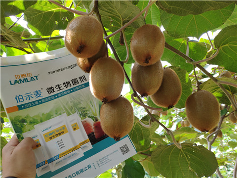 進(jìn)口水溶肥，拉姆拉，伯示麥