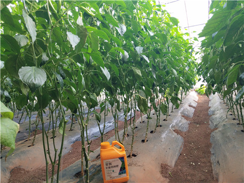 滴灌肥，拉姆拉，翠姆