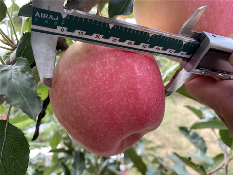 大量元素水溶肥，拉姆拉，翠姆