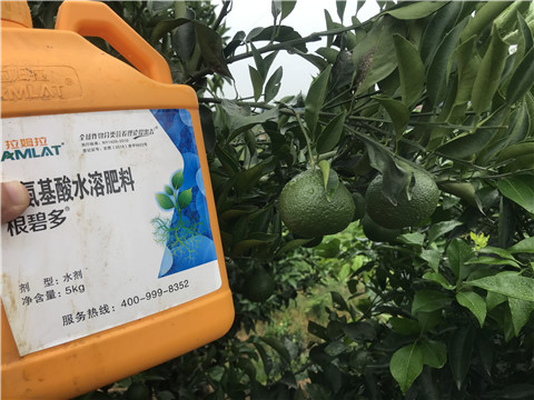 水溶肥，拉姆拉，翠姆