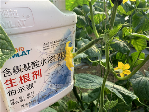 水溶肥，拉姆拉，伯示麥