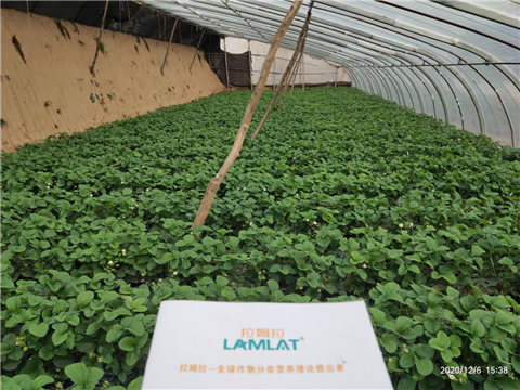 水溶肥，拉姆拉，翠姆