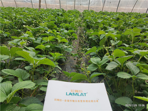 水溶肥，拉姆拉，翠姆