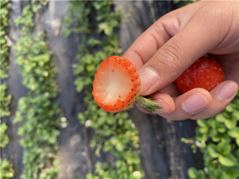 水溶肥，拉姆拉，翠姆