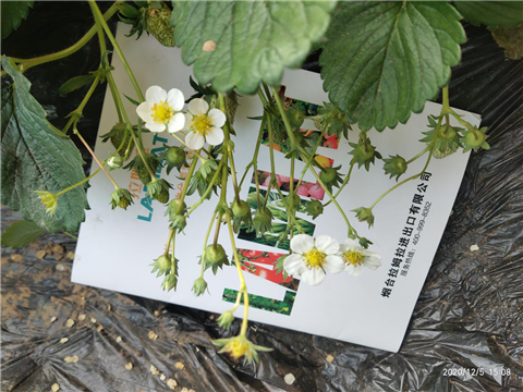 水溶肥，拉姆拉，翠姆