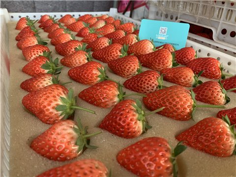 水溶肥，拉姆拉，翠姆