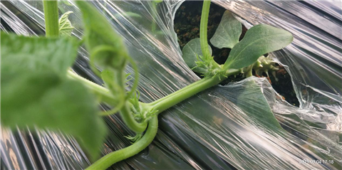 微生物菌劑，拉姆拉，翠姆