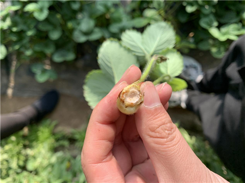 水溶肥，拉姆拉，翠姆