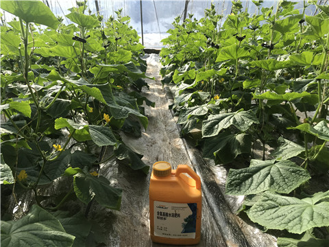 水溶肥，拉姆拉，翠姆