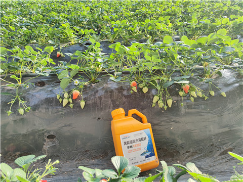 水溶肥，拉姆拉，翠姆