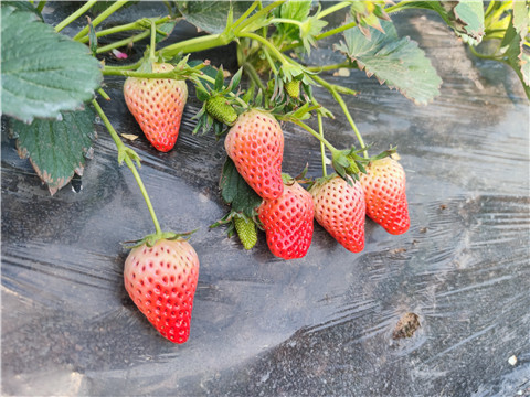 水溶肥，拉姆拉，翠姆