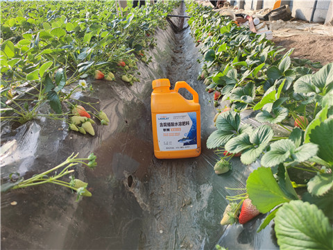 水溶肥，拉姆拉，翠姆