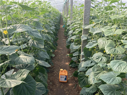 作物施肥管理，拉姆拉，翠姆