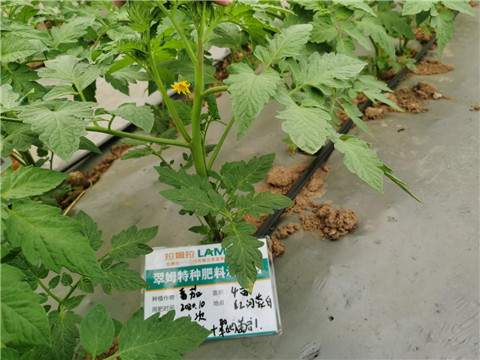 水溶肥，拉姆拉，翠姆