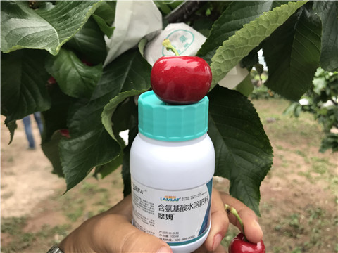 水溶肥，拉姆拉，翠姆