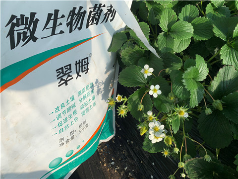 微生物菌劑，拉姆拉，翠姆