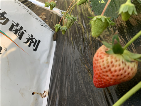 微生物菌劑，拉姆拉，翠姆