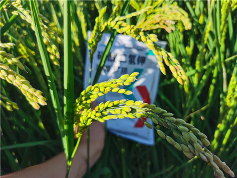 磷酸二氫鉀，拉姆拉，翠姆