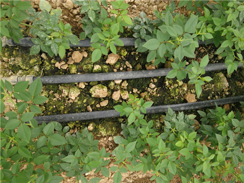 生根劑，拉姆拉，翠姆