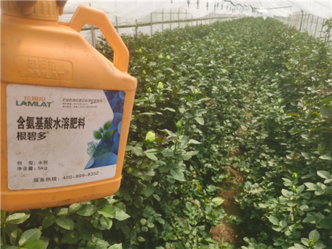 生根劑，拉姆拉，翠姆