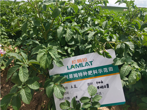 安碧解，拉姆拉，翠姆