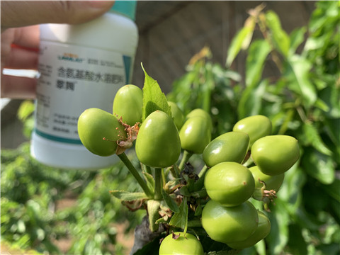 氨基酸水溶肥，拉姆拉，翠姆