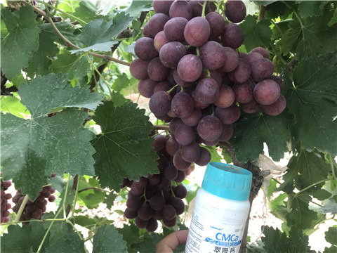 鈣肥，拉姆拉，翠姆