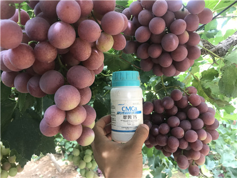 鈣肥，拉姆拉，翠姆