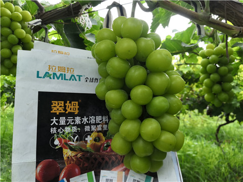 水溶肥，拉姆拉，翠姆