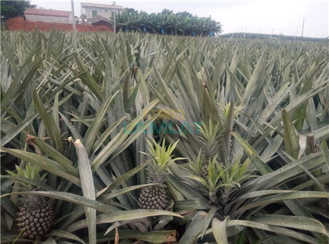 水溶肥，拉姆拉，翠姆