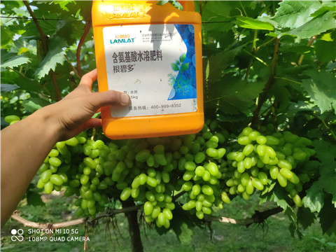 生根劑，拉姆拉，翠姆