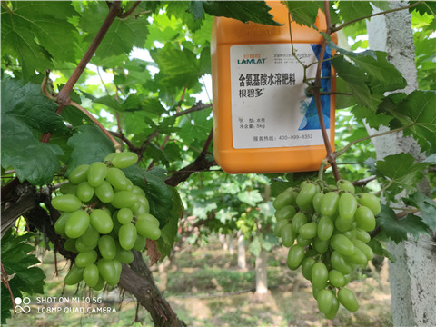 生根劑，拉姆拉，翠姆