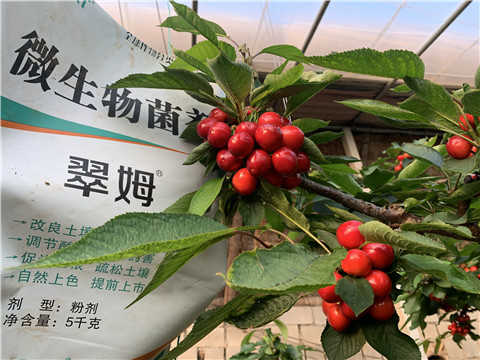 微生物菌劑，拉姆拉，翠姆