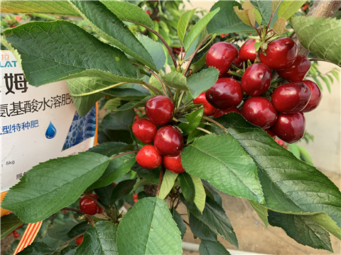 水溶肥，拉姆拉，翠姆