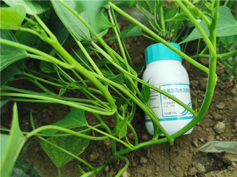 水溶肥，拉姆拉，翠姆